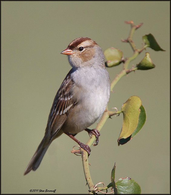 _1SB8213 field sparrow.jpg